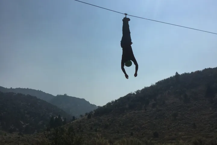 a bird flying in the sky